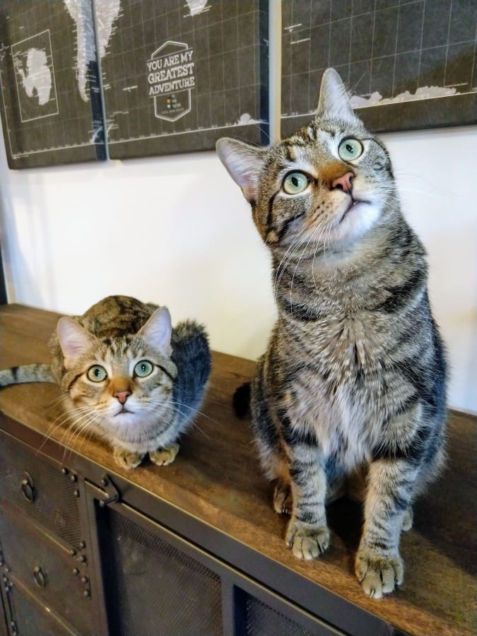 Cat sitting swap